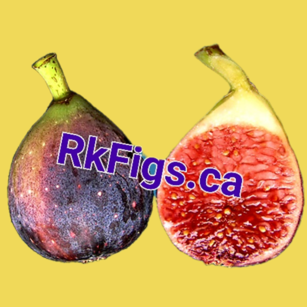 Beers Black Fig Tree Newly Rooted Rkfigs