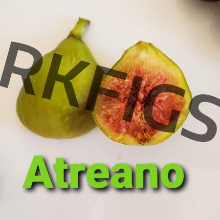 Atreano Fig