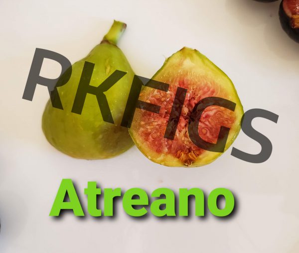 Atreano Fig