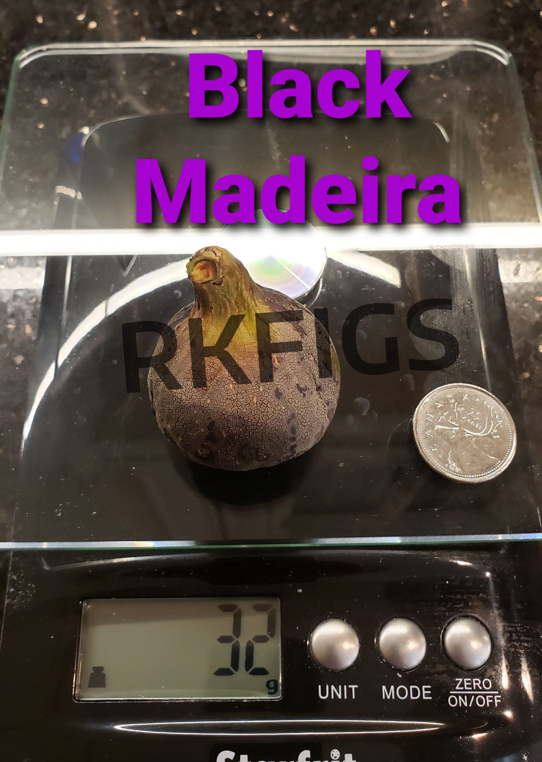 Black Madeira Fig Tree (newly rooted) RKFigs