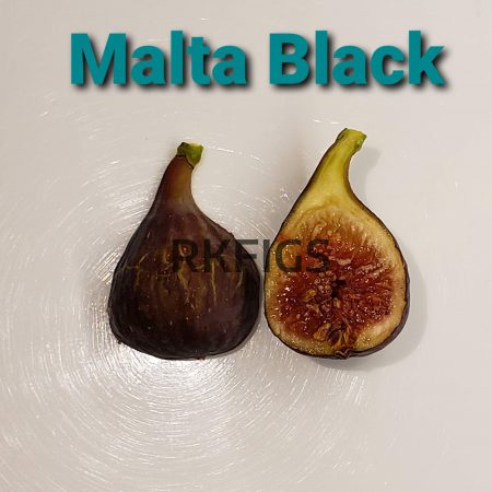 Malta Black Fig tree (Adult Tree 8 Years Old)