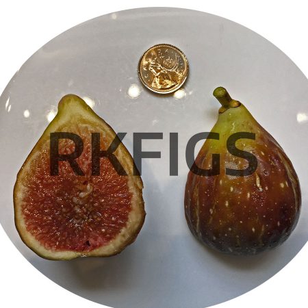 Sucrette Fig Cuttings (6 nodes 1-2 Cuttings)