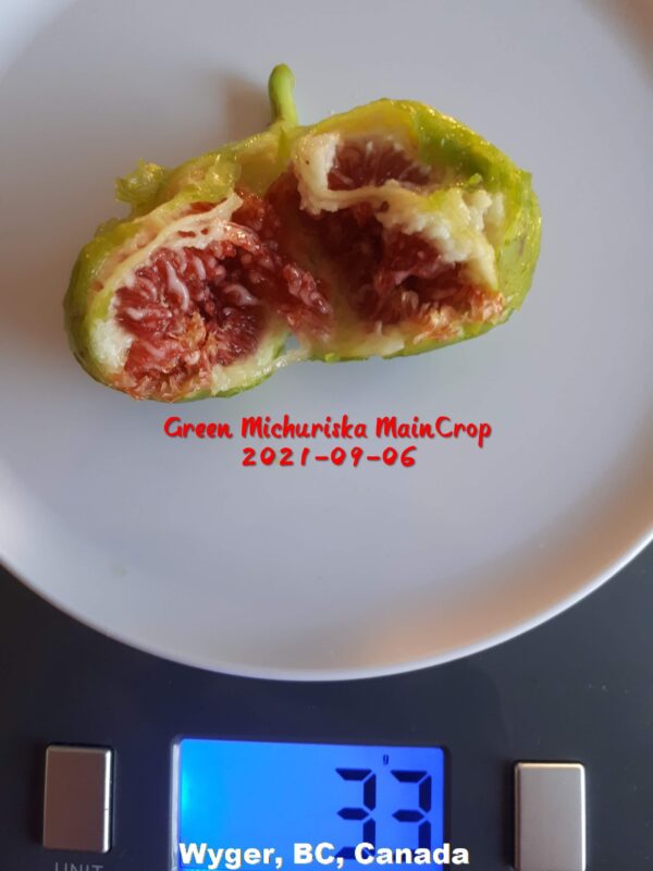 Green Michurinska Fig Tree (newly rooted)