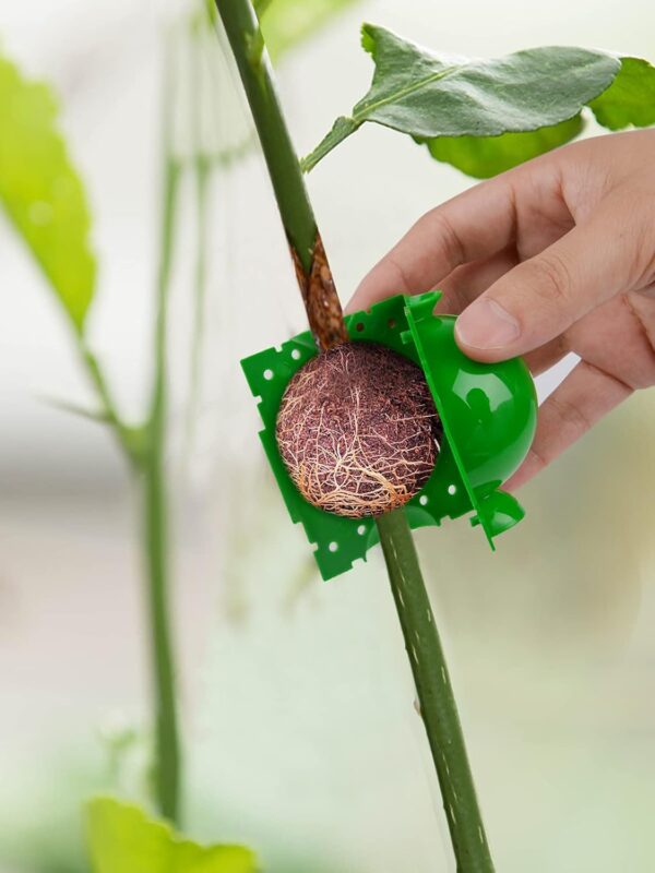 Air Layer Clone your fig tree and other tree