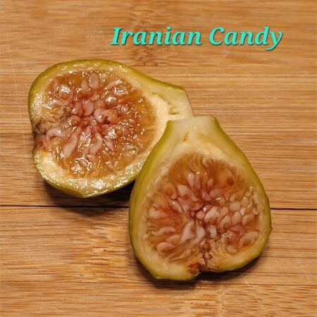 Iranian Candy Fig Tree cuttings (1-2 cuttings 6 nodes)