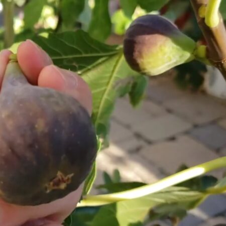 Black Madeira Fig Tree (Adult Tree 8 Years Old)